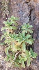 Arabis caucasica