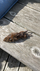 Microtus pennsylvanicus