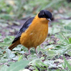 Cossypha dichroa dichroa