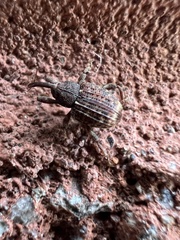 Conotrachelus posticatus