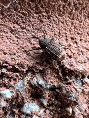 Conotrachelus posticatus