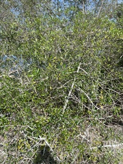 Forestiera segregata