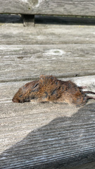 Microtus pennsylvanicus
