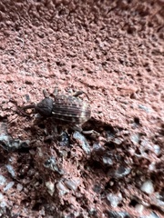 Conotrachelus posticatus