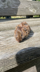 Microtus pennsylvanicus