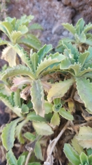 Arabis caucasica