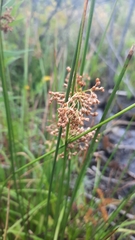 Juncus effusus