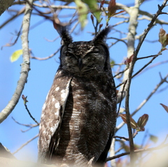 Bubo africanus africanus