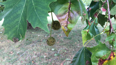 Platanus