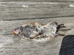 Microtus pennsylvanicus