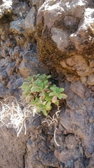 Arabis caucasica