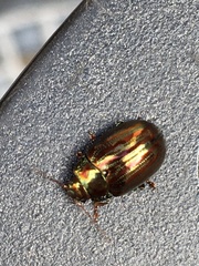 Chrysolina americana