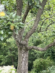 Pyrus communis