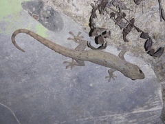 Hemidactylus frenatus