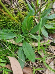 Plantago varia