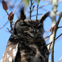Bubo africanus africanus