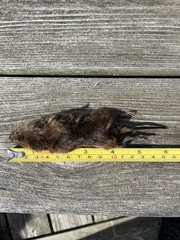 Microtus pennsylvanicus