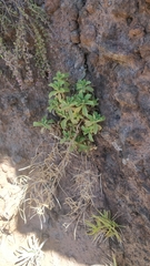 Arabis caucasica