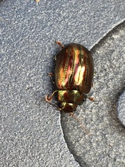 Chrysolina americana