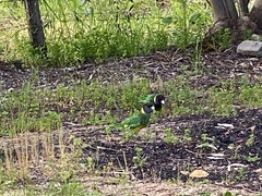 Barnardius zonarius