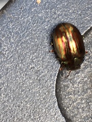Chrysolina americana