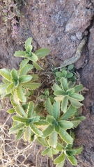 Arabis caucasica