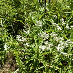 Eupatorium