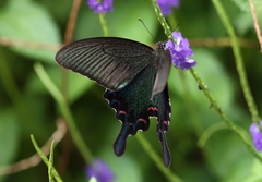 Papilio bianor