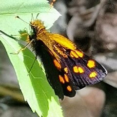 Metisella metis