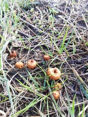 Melanomphalia omphaliopsis