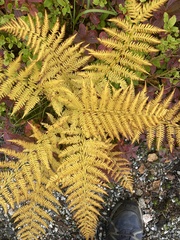 Athyrium distentifolium