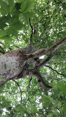 Platanus