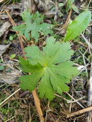 Geranium erianthum