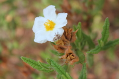 Oxyopes