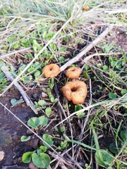 Melanomphalia omphaliopsis
