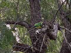 Barnardius zonarius