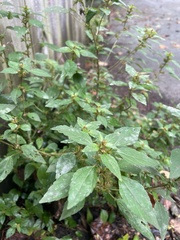 Acalypha