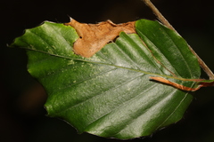 Orchestes fagi