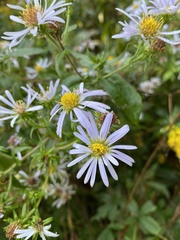 Symphyotrichum