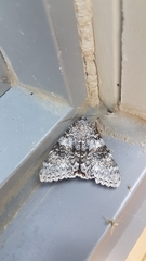 Catocala semirelicta