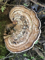 Trametes cubensis