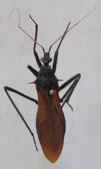 Reduviinae