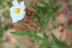 Oxyopes