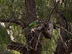 Barnardius zonarius