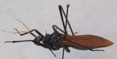 Reduviinae