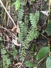 Adiantum malesianum