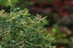 Sedum oxypetalum