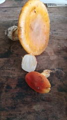 Amanita caesarea