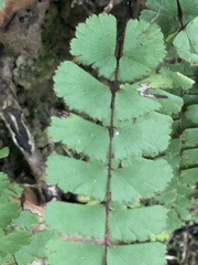 Adiantum malesianum