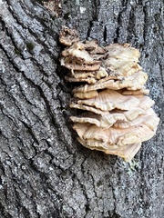 Laetiporus